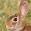 Image result for Baby Cottontail Bunnies