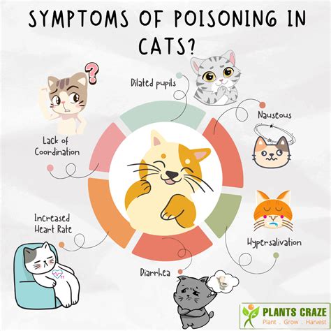 Symptoms Of Cat Poisoning