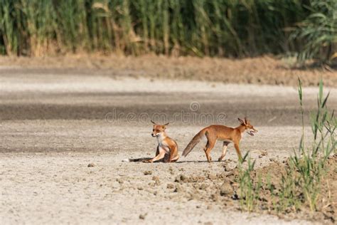 两只年轻的狐狸，一只坐着，在阳光明媚的日子里转过平原 库存照片. 图片 包括有 题头, 敬慕, 森林, 草甸 - 166139668