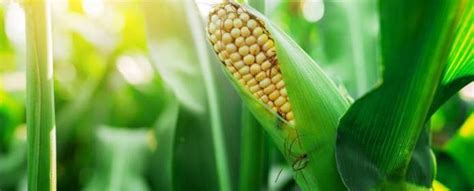 Nano Structures 2 D 的图像结果