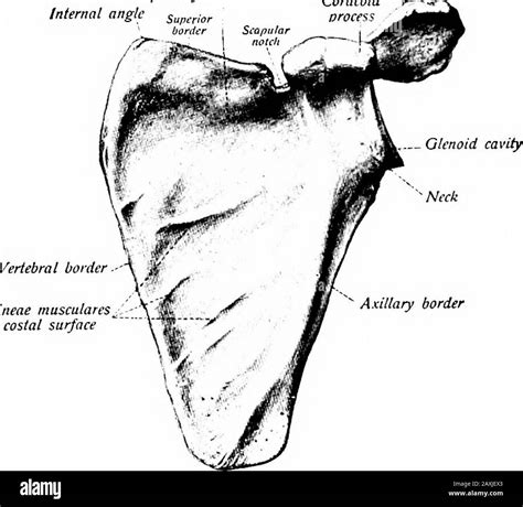 A manual of anatomy . Spine - Vertebral border Inferior angleFig. 52 ...