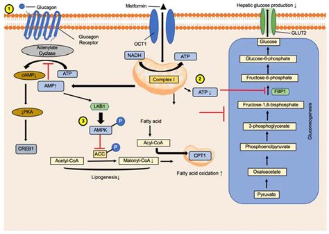 Mechanism Underlying Metformin Action and Its Potential to Reduce Gastric Cancer Risk