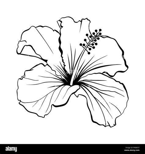 Hawaiian Hibiscus Flower Outline