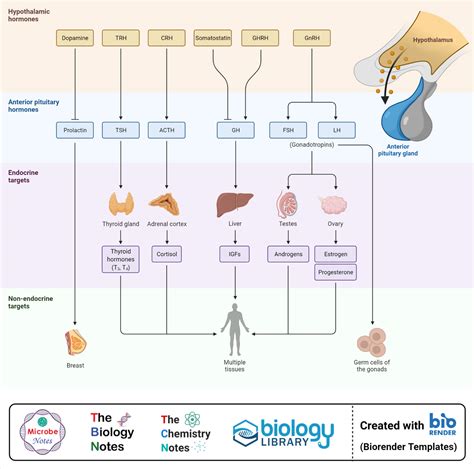 Anterior Pituitary Gland Location