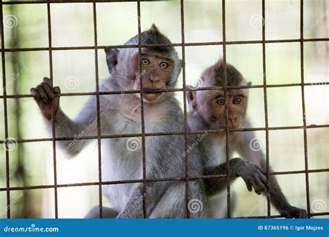 Wild cute monkeys at cage stock photo. Image of looking - 87365196