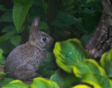 Image result for Baby Bunny Wallpaper
