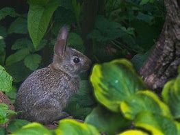 Image result for A Baby Bunny