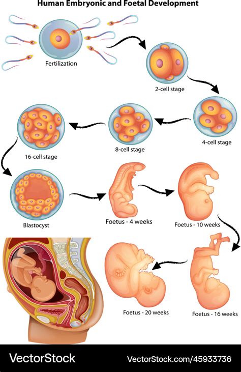 Image result for Types of Embryonic Development