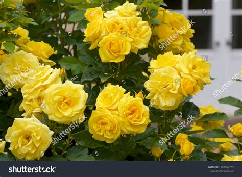 12,734 Pictures Of Flowers And Red Roses In The Garden Images, Stock ...