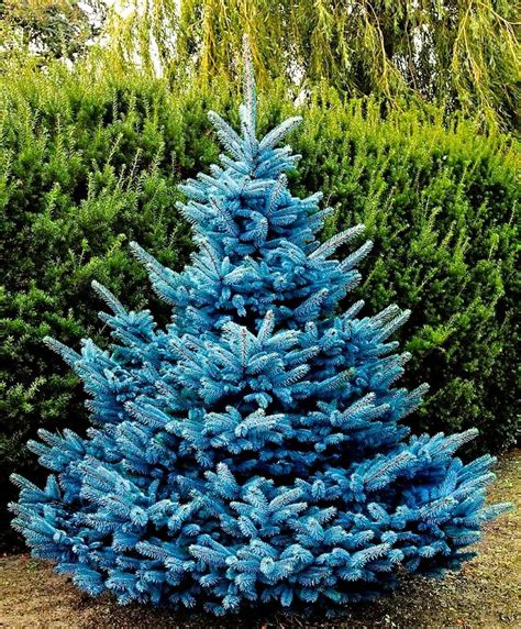 20 Colorado Blue Spruce Tree Seeds, Bonsai Plant Seeds, Picea Pungens ...