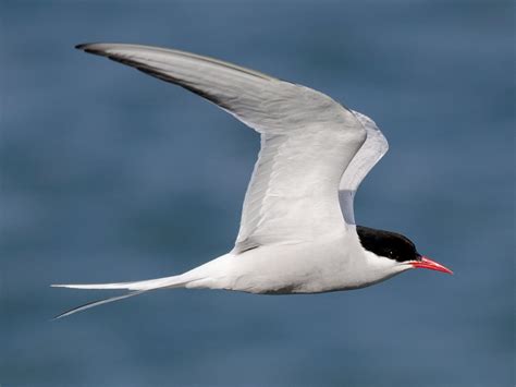 Arctic Tern - eBird