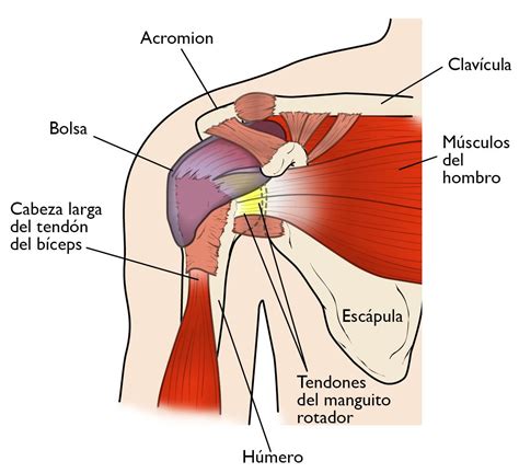 Cirugía de Manguito Rotador, Cómo se realiza la operación y cómo es su rehabilitación | FisioOnline