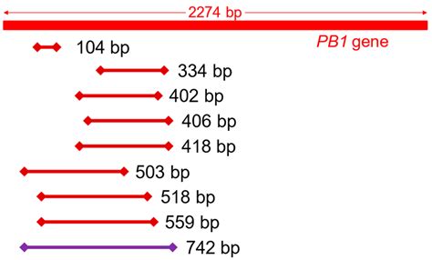 Analysis Comparison for Rapid Identification of Pathogenic Virus from ...