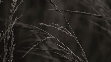 Wallpaper spikelets, grass, plant, macro hd, picture, image