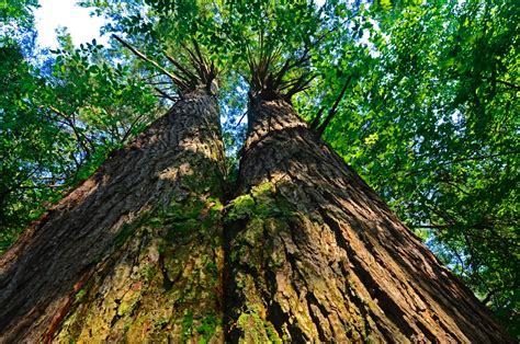 7 ways West Virginia State Parks help save the environment - West ...