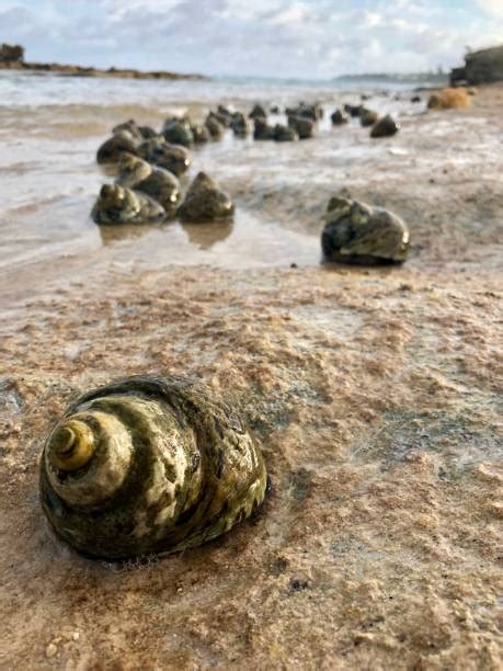 Image result for Shell Anklets