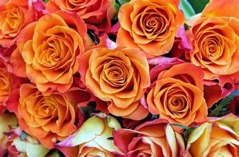 Qué Significan Los Diferentes Colores De Las Rosas?, 59% OFF