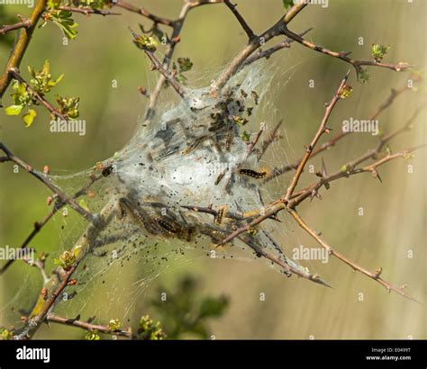 Caterpillar larvae and nest of Brown-tail Moth Stock Photo - Alamy