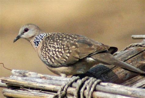 birds of rajaji national park, bird watching in rajaji natioanl park