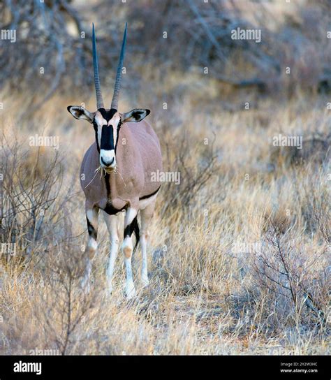 East African Oryx (Oryx beisa) from Samburu National Reserve, Kenya ...