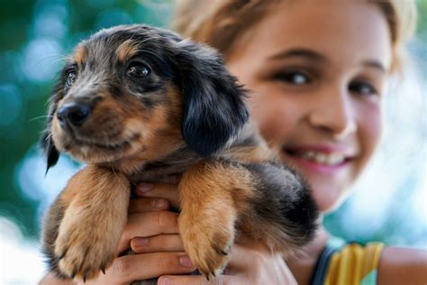 The Benefits of Puppies for Kids! — The Puppy Academy