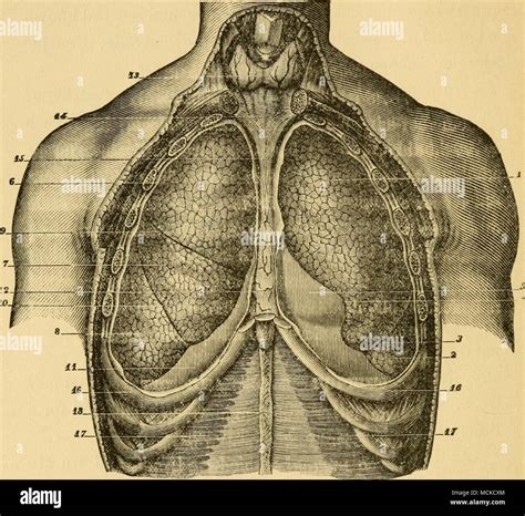 . FiG. 12.—Lungs, Anterior View (Sappey). 1, upper lobe of left lung ...