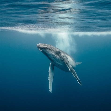 Blue Whales Underwater