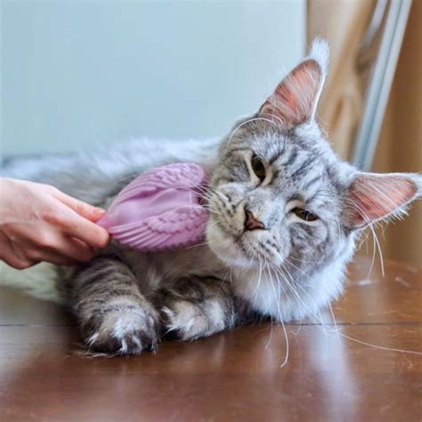 Maine Coon Grooming Tips - MaineCoon.org