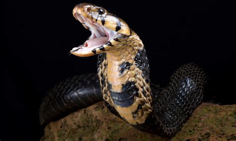 Meet 10 Snakes Of The Congo River - A-Z Animals