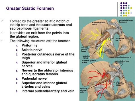 PPT - Gluteal Region Anatomy for Orthopedic Professionals PowerPoint Presentation - ID:9178379