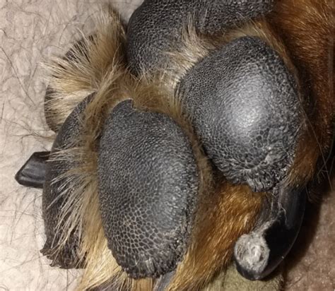 Dog Paw In Spanish at Lara Roberts blog