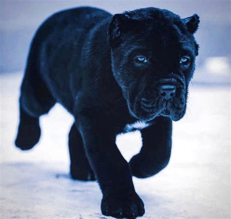 Black Cane Corso Puppies