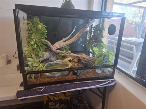 Image result for Stimson Python for Sale