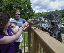 Image result for Wisconsin zoo mourns giraffe
