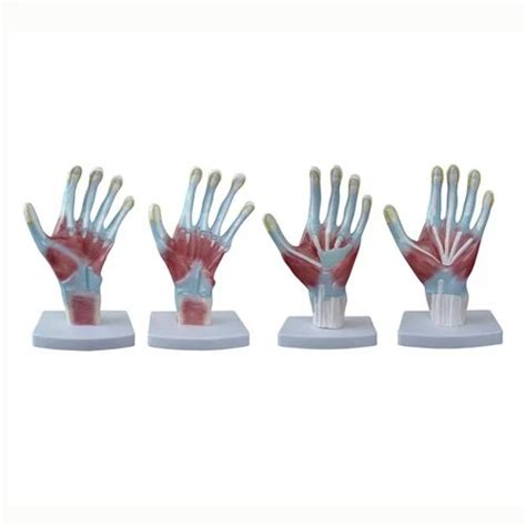 NASCO Palm Anatomy Models at best price.