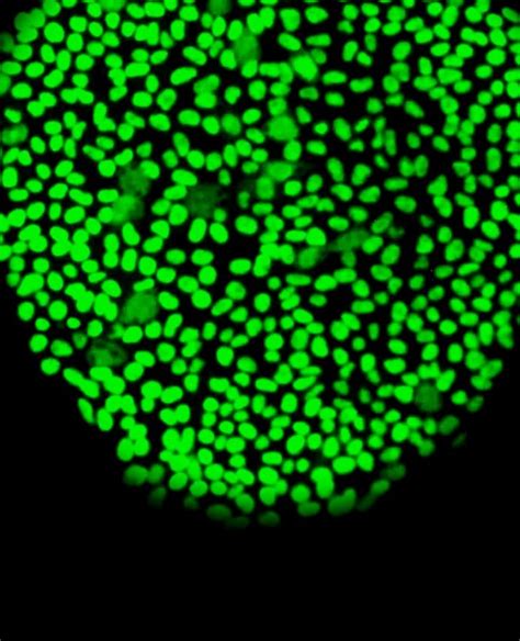 Corning® マトリゲル基底膜マトリックス｜細胞外基質 | Corning