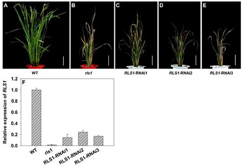 Knocking Out the Gene RLS1 Induces Hypersensitivity to Oxidative Stress ...