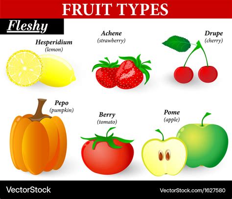 Fruit 的图像结果