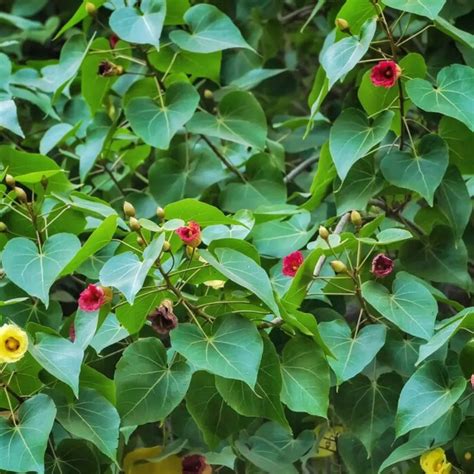 Paras Peepal (Thespesia Populnea) - Plant – Lalit Enterprise