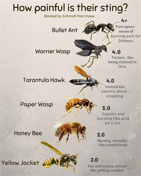 How painful is their sting? Ranked by Schmidt Pain Index in 2025 ...