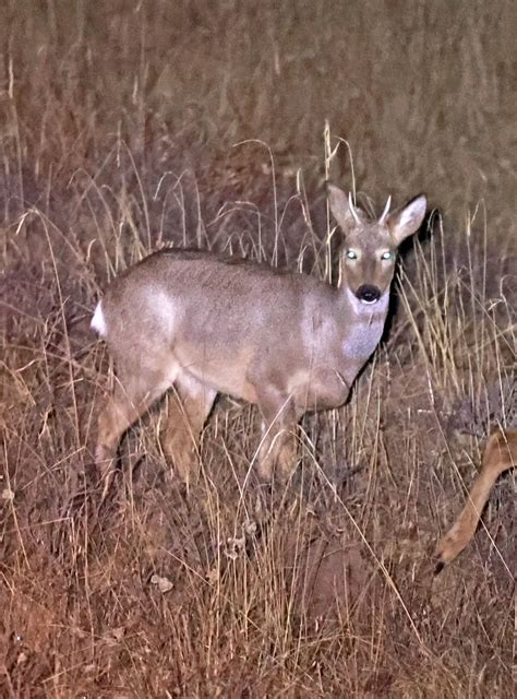 Family Cervidae the Deer — Coke Smith Wildlife