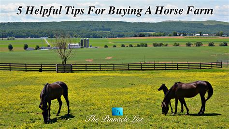 5 Helpful Tips For Buying A Horse Farm – The Pinnacle List