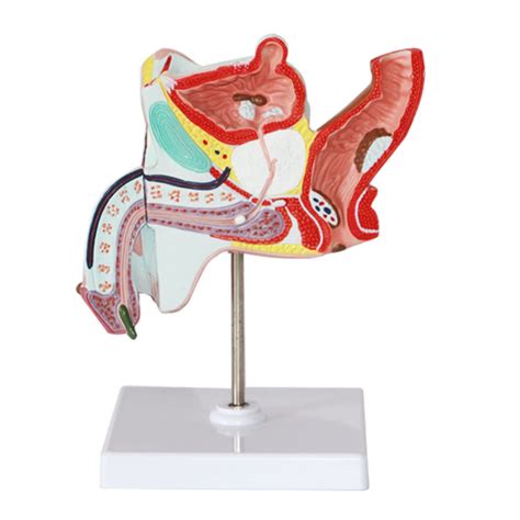 Human Male Genitourinary System Model Male Gonorrhea Model 1 1 ...