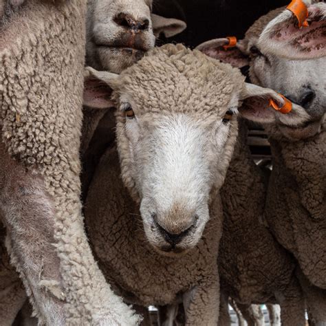 Factory Farming 的图像结果