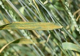 Image result for Stripe Rust