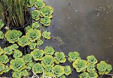 plante d eau laitue d eau planter et cultiver ooreka plante d eau laitue d eau planter et cultiver ooreka
