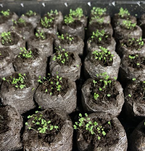 How To Grow Different Types Of Creeping Thyme