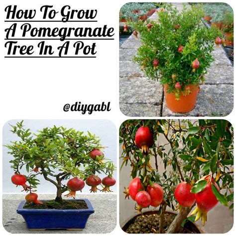 Pomegranate Tree Growing Tips 的图像结果