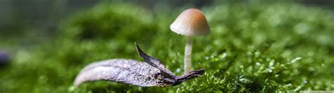 Image result for Free Mini 4K Programmes