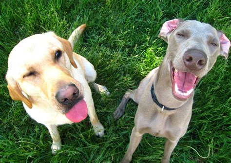 How Does A Dog Laugh